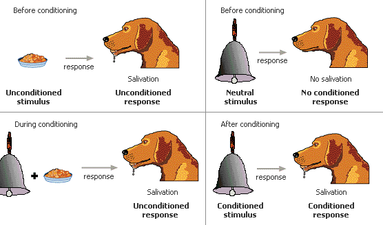 steps of classical conditioning